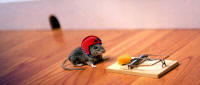 Write a Better Mouse Trap